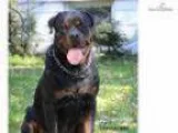 Cernys Rottweilers litter