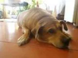 Adopt Jessica a Yellow Labrador Retriever Shepherd