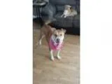 Adopt Meadow In Vernon BC a Cattle Dog Terrier