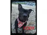 Adopt Cody a Black American Staffordshire Terrier  Mixed dog in 