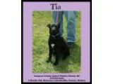 Adopt Pup Tia a Retriever Labrador Retriever