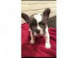 AKC Blue Piebald French Bulldog male puppy