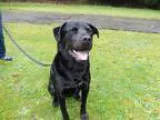 Adopt Duke a Labrador Retriever Rottweiler