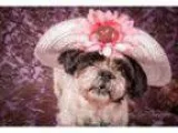 Adopt Virginia a Shih Tzu
