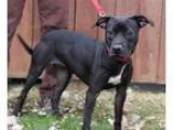 Adopt Faye-Prison Dog a Labrador Retriever