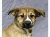 Adopt Kennedy a Husky