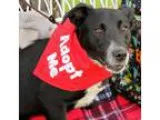 Adopt Elvis P a Border Collie  Basset Hound  Mixed dog in Boston