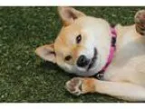 Adopt Chibi a RedGoldenOrangeCh estnut - with White Shiba Inu  M