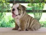 Xcxgop English Bulldog Puppies for sale
