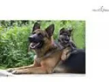 AKC German Shepherd Pups - Black and Tan or Sable