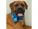 Adopt Luke a Boxer  Mixed dog in Topeka KS (15299343)