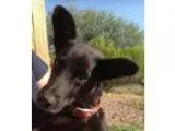 Adopt Putty a Tortoiseshell Domestic Shorthair  Mixed (short coa