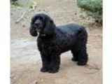 Adopt Maggie May a Cocker Spaniel  Mixed dog in York SC (1522399