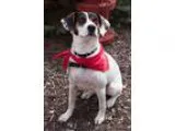 Adopt Tucker a Tricolor (TanBrown and Black and White) Beagle  M