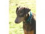 Adopt Addi a RedGoldenOrangeCh estnut Doberman Pinscher  Mixed d