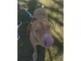 Adopt Max a Labrador Retriever Pit Bull Terrier