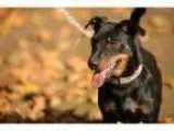Adopt Winnie the Pinnie a Miniature Pinscher Dachshund