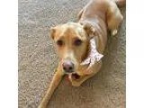 Adopt Taffy a Labrador Retriever Brittany Spaniel