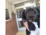 Adopt Avril a Black Shih Tzu dog in Camden DE ()