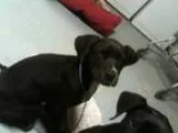 Adopt Scout a Black - with White Labrador Retriever  Mixed dog i