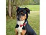 Adopt Brady a Greater Swiss Mountain Dog Labrador Retriever