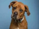 Adopt PRECIOUS a Boxer Rottweiler Mixed dog in Phoenix AZ (