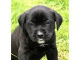 Adopt Pennyadopted a Black - with White Boxer  Labrador Retrieve