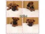 Adopt Dolly a Australian Cattle Dog (Blue Heeler) Boxer