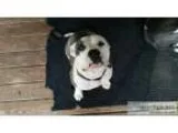 Female Pitbull puppy for sale