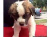 WSSBP well socialized Saint Bernard puppies.