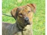 Adopt Tiger a Labrador Retriever Hound