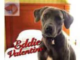 Adopt Eddie Valentine a Labrador Retriever American Staffordshir