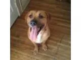 Adopt Flash a Labrador Retriever
