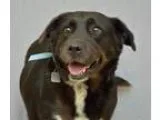 Adopt Cadbury 31183926 a Labrador Retriever