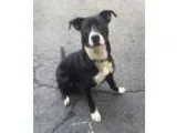 Adopt Duke a Labrador Retriever  Mixed dog in Binghamton NY (154