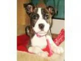 Adopt Rizo a Brindle - with White Mountain Cur  Terrier (Unknown