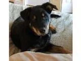 Adopt Blackie a German Shepherd Dog