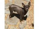 Adopt Zayn a GrayBlueSilverSal t and Pepper Miniature Pinscher