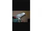 African grey parrot
