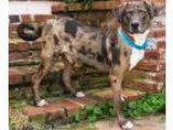 Manual Wheelchair Needed