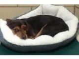 Adopt Chase a Tricolor (TanBrown and Black and White) Beagle  Mi