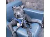Adopt Penelope a GrayBlueSilverSal t and Pepper American Staffor