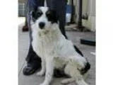 Adopt Colby a White - with Black Terrier (Unknown Type Medium)  