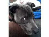 Akc weimaraner