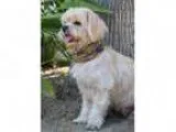 Adopt HONEY a Shih Tzu