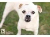 Adopt Lillian Foster or Forever a White - with Tan Yellow or Faw