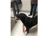 Adopt Roxie a Labrador Retriever
