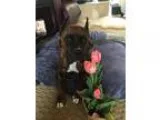 Adopt Roxy a Brindle Boxer  Mixed dog in Woodinville WA (1552223