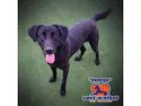 Adopt Pepper a Black Labrador Retriever