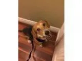 Adopt Dixie Mae a Tricolor (TanBrown and Black and White) Beagle